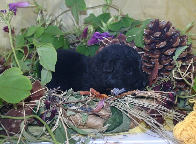 des étangs sauvages - nouvelles photos des chiots de Folie et de Godzilla