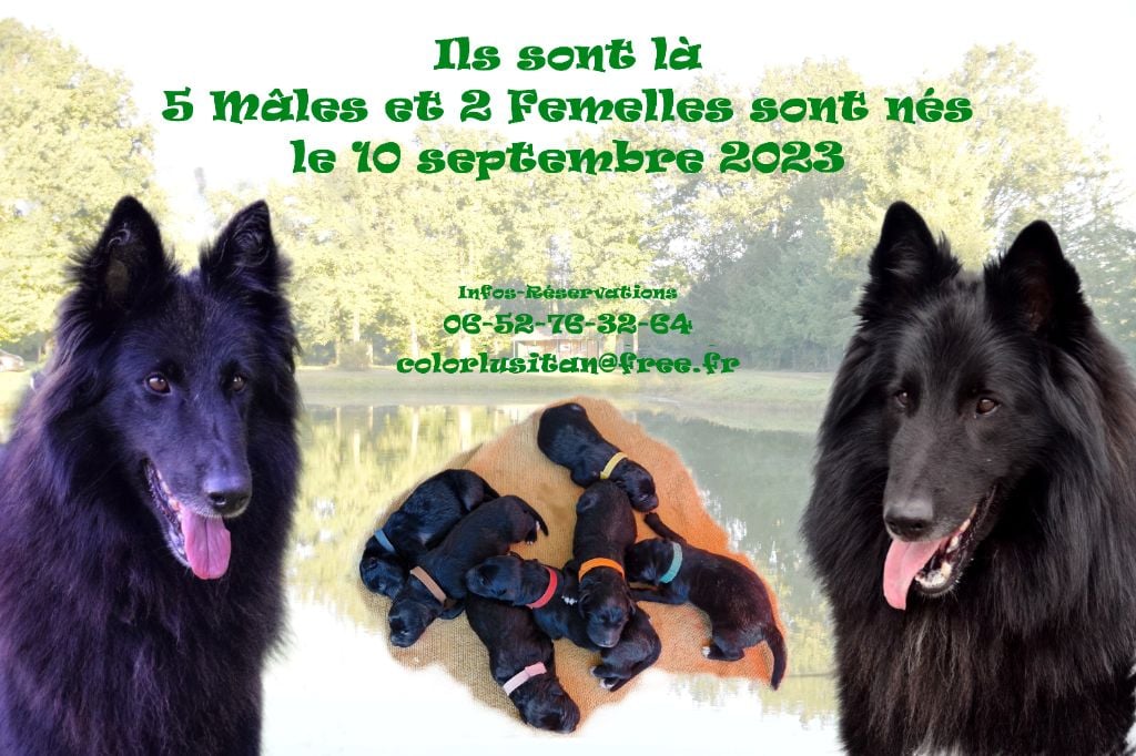 Chiots disponibles