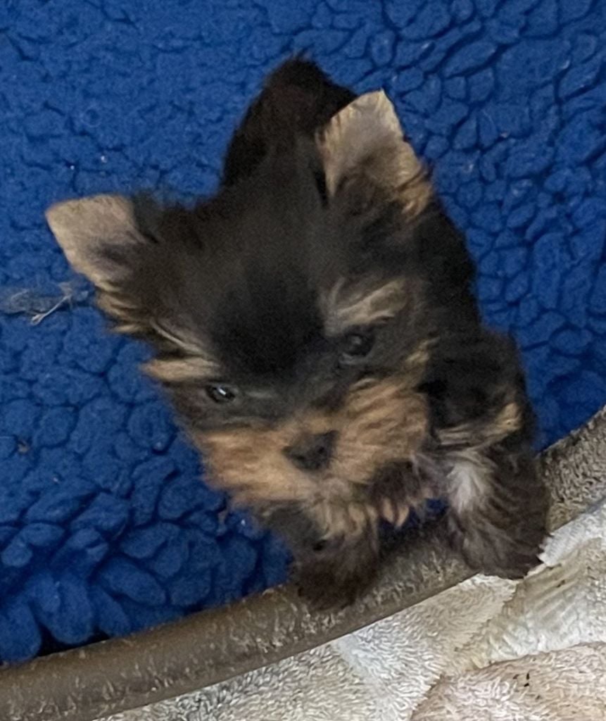 Du domaine de montrose - Chiots disponibles - Yorkshire Terrier