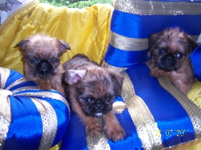 chiots griffons Bruxellois