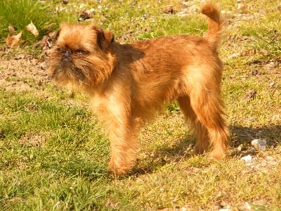 Figarol cac best of breed clubmach de Lokeren Belgique