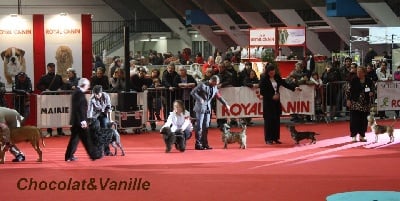 CACIB TOULOUSE 26.02.2012