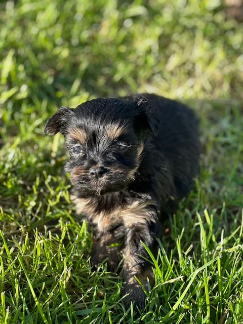 Del rey rakashi - Chiots disponibles - Bichon Havanais