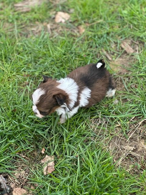 Del rey rakashi - Chiots disponibles - Bichon Havanais