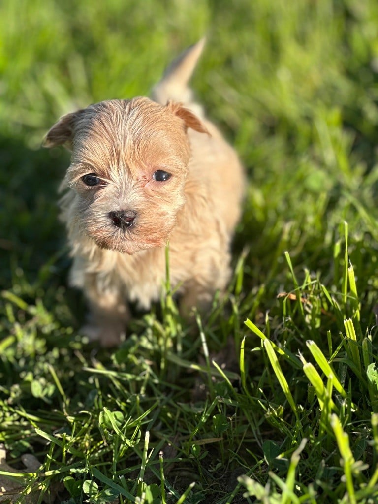 Del rey rakashi - Chiots disponibles - Bichon Havanais