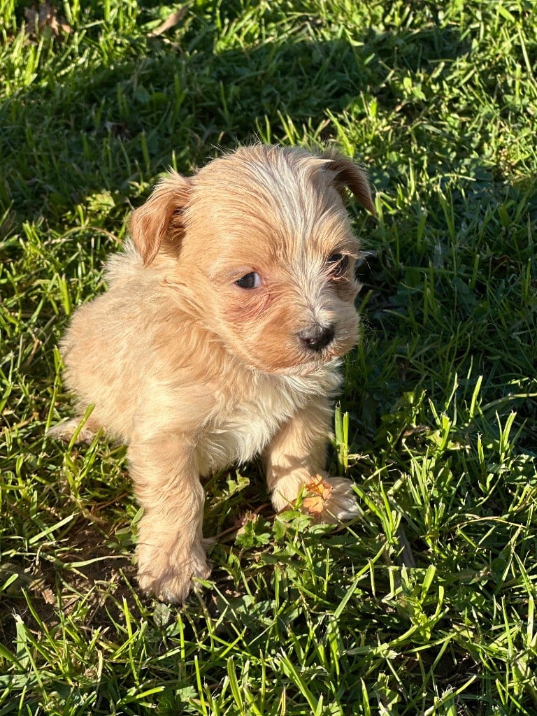 Del rey rakashi - Chiots disponibles - Bichon Havanais