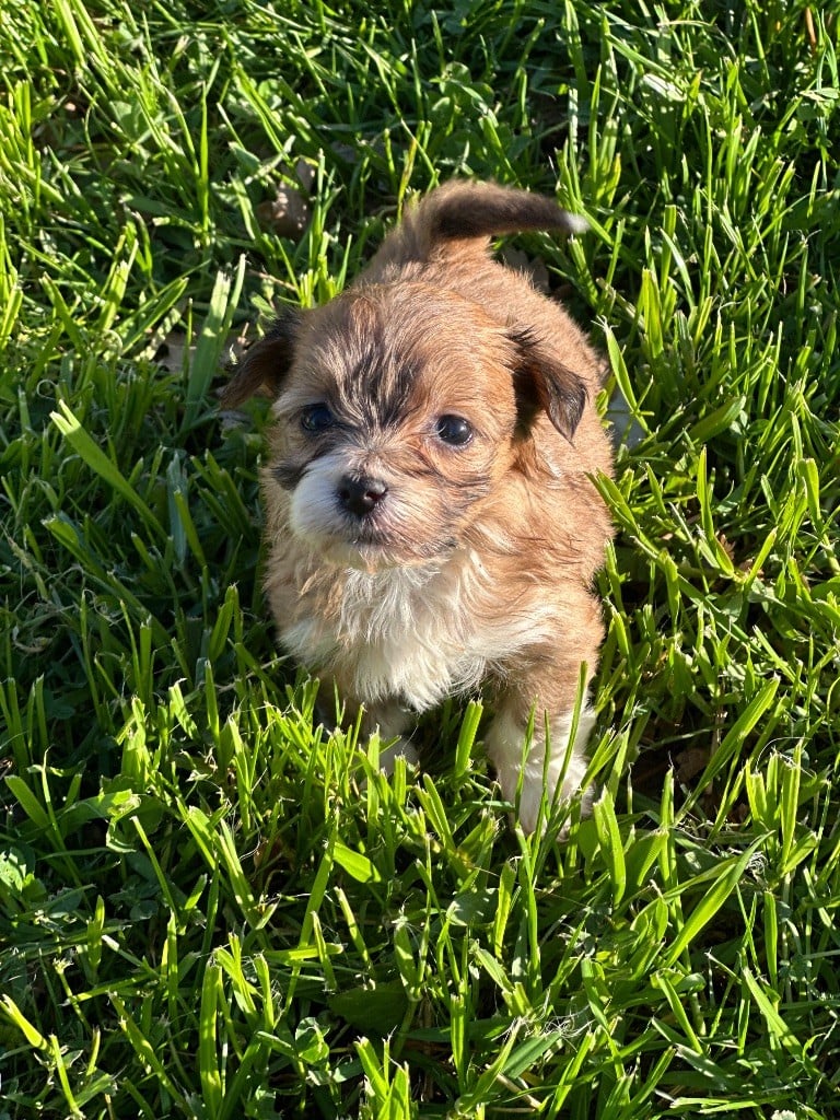 Del rey rakashi - Chiots disponibles - Bichon Havanais