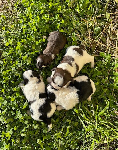 Chiot Bichon Havanais Del rey rakashi