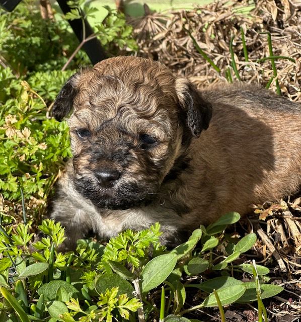 Del rey rakashi - Chiots disponibles - Bichon Havanais