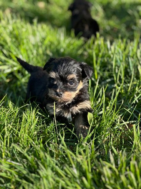 Del rey rakashi - Chiots disponibles - Bichon Havanais