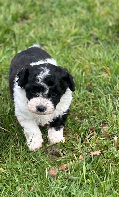 Del rey rakashi - Chiots disponibles - Bichon Havanais