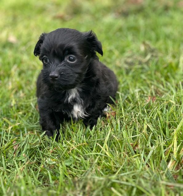 Del rey rakashi - Chiots disponibles - Bichon Havanais