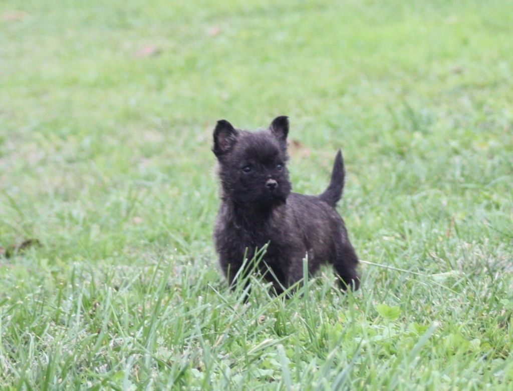 du Harpouy D'Auzan - En ce momen chiots Disponibles !