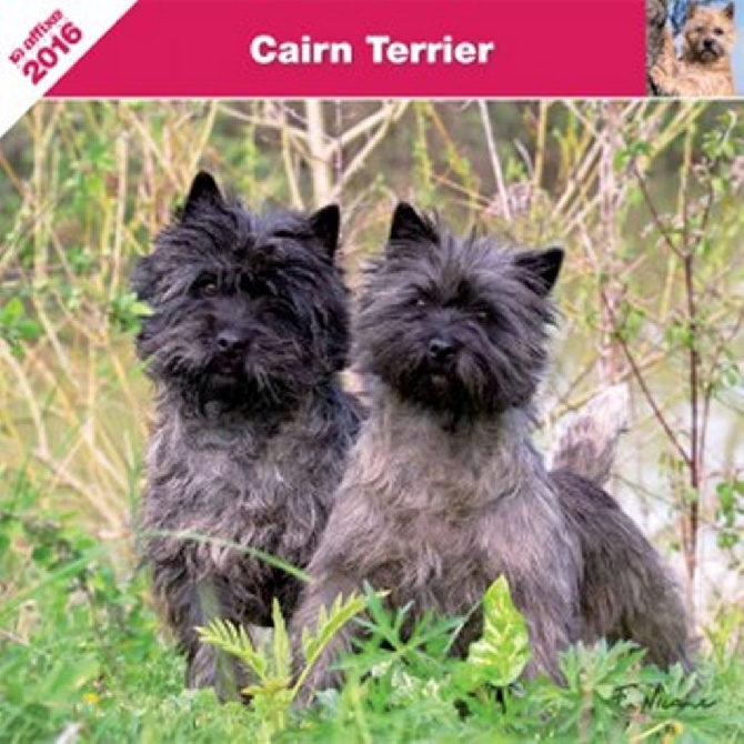 du Harpouy D'Auzan - Naissances Cairn Terrier attendues