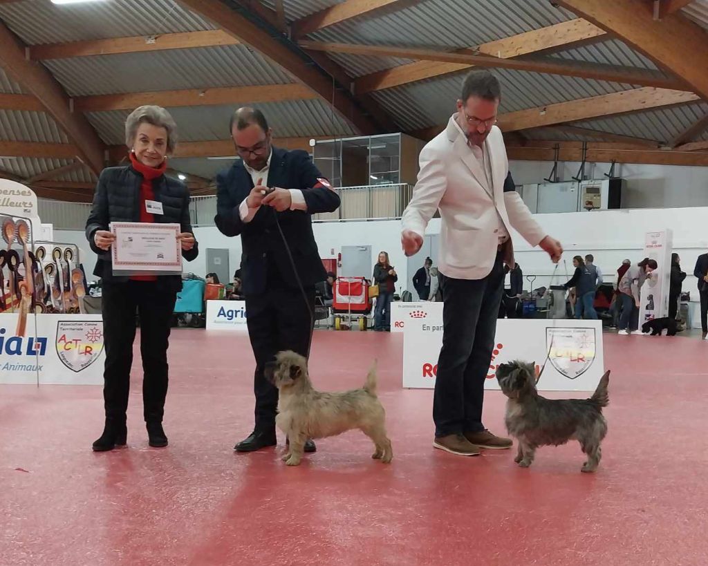 du Harpouy D'Auzan - Spéciale Terrier d'Ecosse Perpignan 20/01/24