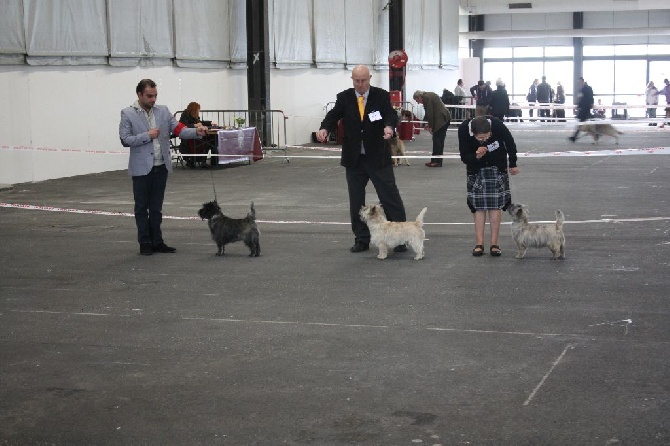 du Harpouy D'Auzan - Spéciale Terrier d'Ecosse Bordeaux 17/01/16