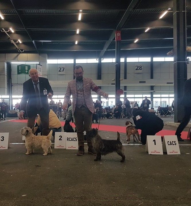 du Harpouy D'Auzan - Spécilale Terrier d'Ecosse Bordeaux 20/01/19