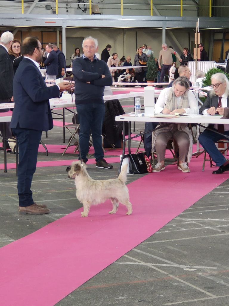 du Harpouy D'Auzan - Exposition Nationale Tarbes 2023