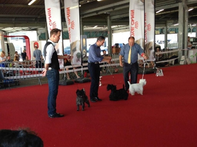 du Harpouy D'Auzan - Montpellier international Dog Show 28/06/15