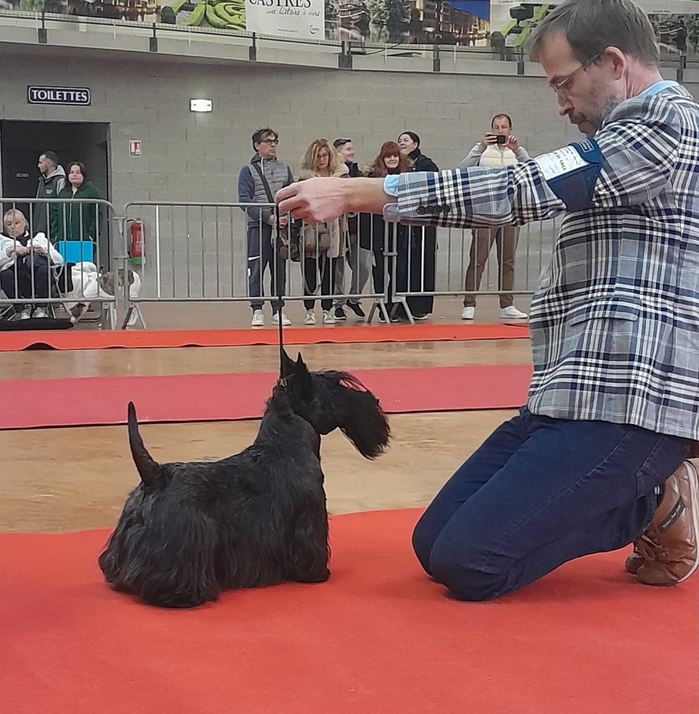 du Harpouy D'Auzan - Exposition Canine Internationale Perpignan 21/01/24