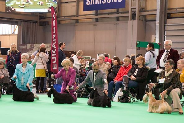 du Harpouy D'Auzan - Crufts 2015