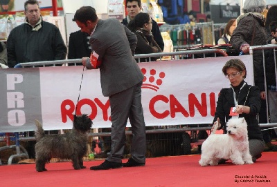 du Harpouy D'Auzan - Top Cairn Terrier 2012 en France