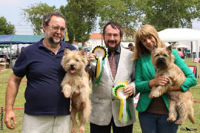 du Harpouy D'Auzan - Sintra Championnat Terrier du Portugal 