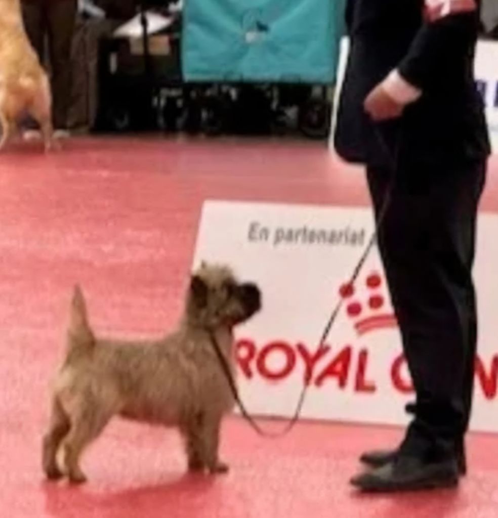 Spéciale Terrier d?Écosse 18 janvier 2025 Perpignan