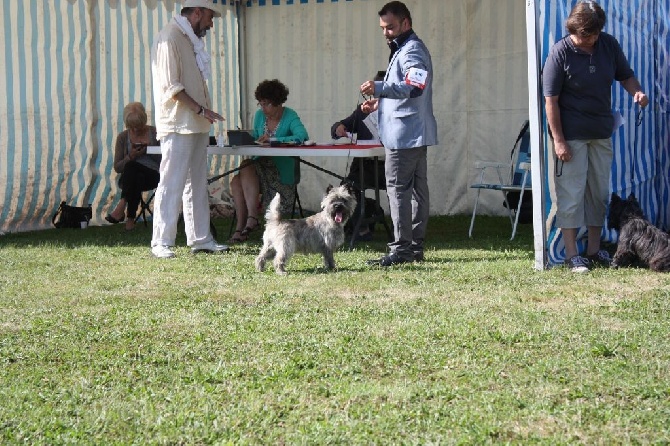 du Harpouy D'Auzan - Spéciale Terrier d'Ecosse L'Union 21/06/15