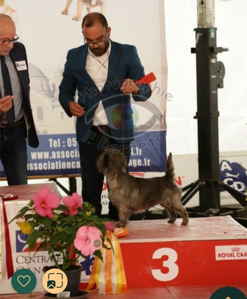 du Harpouy D'Auzan - Exposition Canine Nationale de Périgueux 