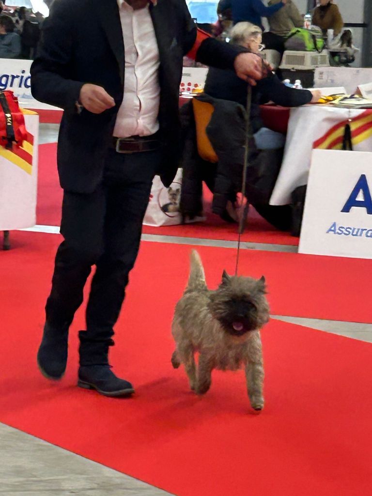 Exposition Canin Internationale Perpignan 19 janvier 2025