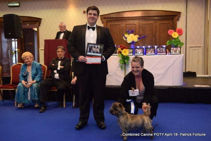 du Harpouy D'Auzan - Pup of the Year Irlande