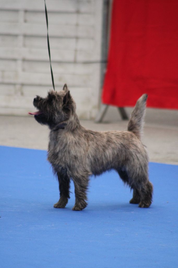 du Harpouy D'Auzan - Vidéo Exposition Nationale d'élevage Club des Amateurs de Terriers d'E