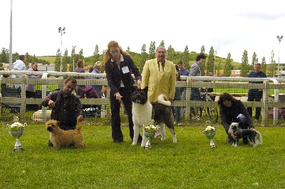 du Harpouy D'Auzan - Best in Show Auch 20/06/10