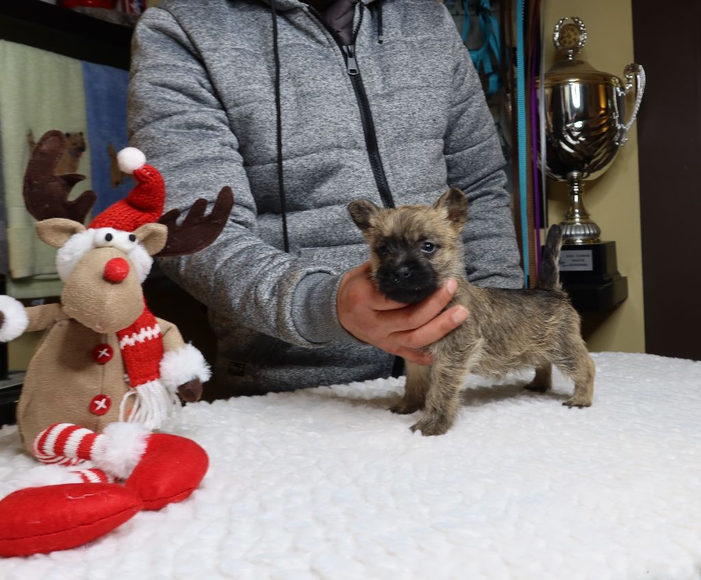 du Harpouy D'Auzan - vidéo Short BB Cairn Terrier pour les Voeux !