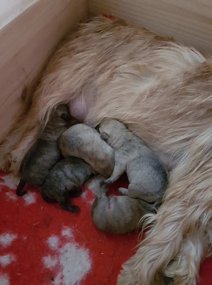 du Harpouy D'Auzan - Disponibilités des petits Cairn Terrier au Harpouy d'Auzan