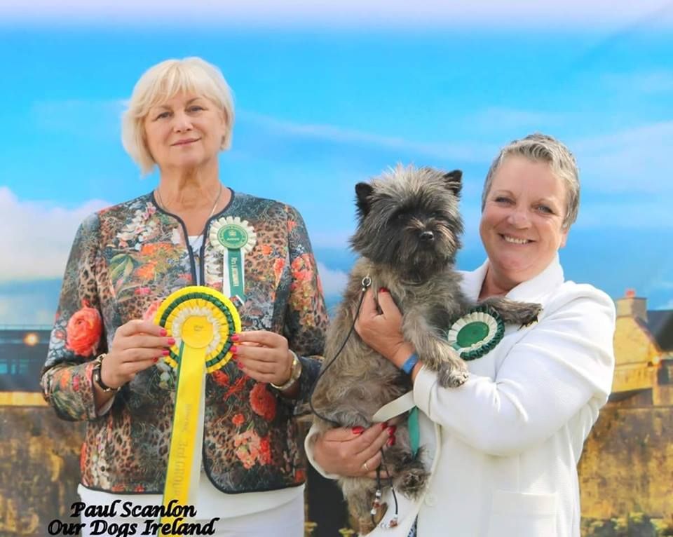 du Harpouy D'Auzan -  Limerick Dog Show Irlande