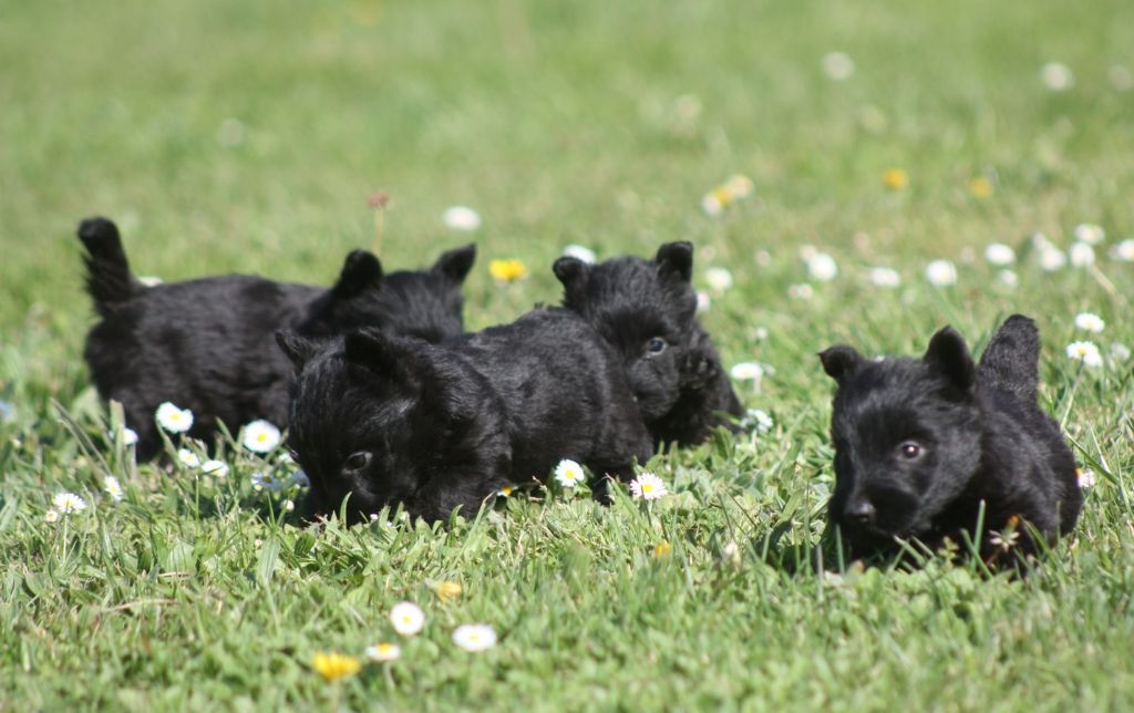 du Harpouy D'Auzan - Scottish Terrier - Portée née le 17/02/2020