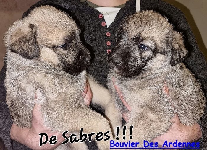 Très Rare Bouvier Des Ardennes !!!