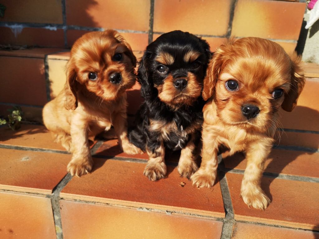 de Pink'Paradise - Cavalier King Charles Spaniel - Portée née le 27/12/2018