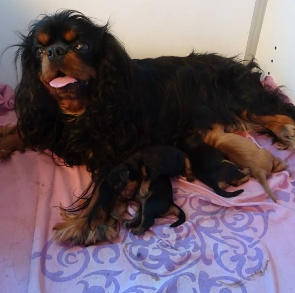 de Pink'Paradise - Cavalier King Charles Spaniel - Portée née le 05/05/2018