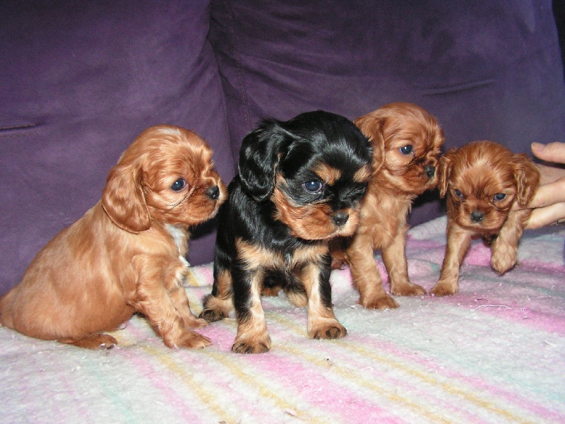 de Pink'Paradise - Cavalier King Charles Spaniel - Portée née le 20/09/2011