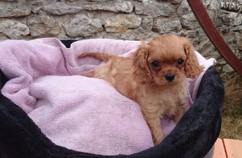 de Pink'Paradise - Cavalier King Charles Spaniel - Portée née le 06/06/2015