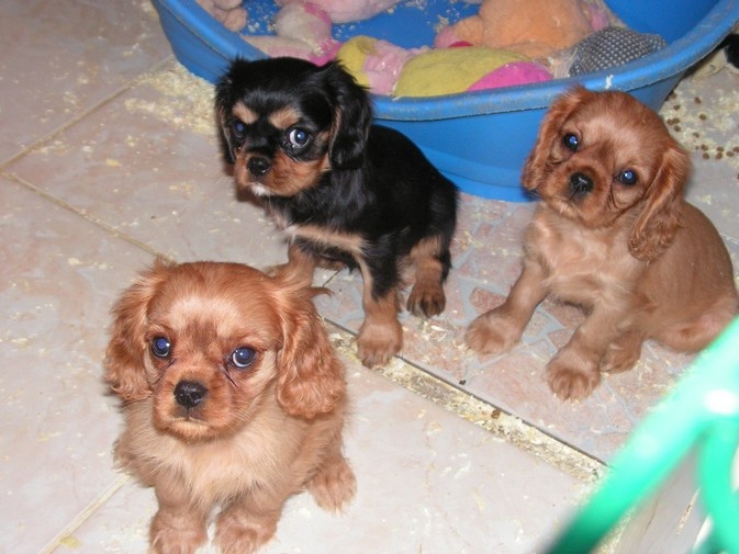 de Pink'Paradise - Cavalier King Charles Spaniel - Portée née le 20/07/2008