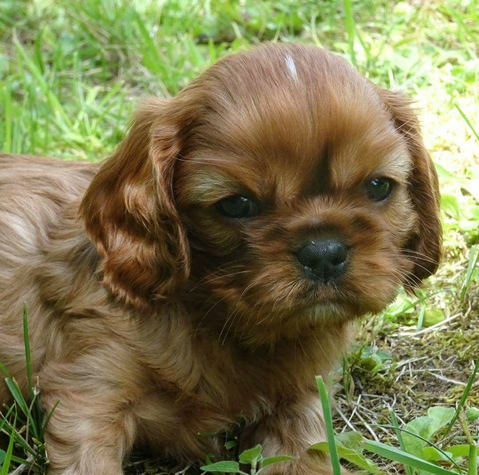 de Pink'Paradise - Cavalier King Charles Spaniel - Portée née le 11/04/2017