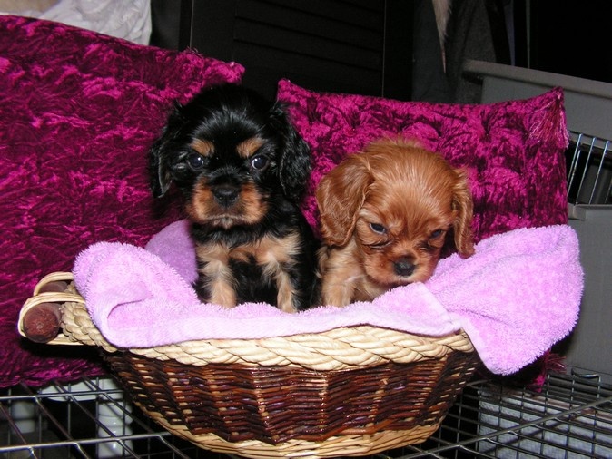 de Pink'Paradise - Cavalier King Charles Spaniel - Portée née le 09/06/2008