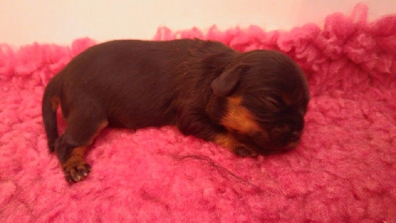 de Pink'Paradise - Cavalier King Charles Spaniel - Portée née le 13/03/2016