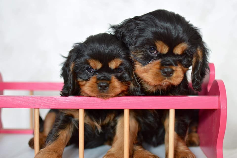 de Pink'Paradise - Cavalier King Charles Spaniel - Portée née le 22/12/2019