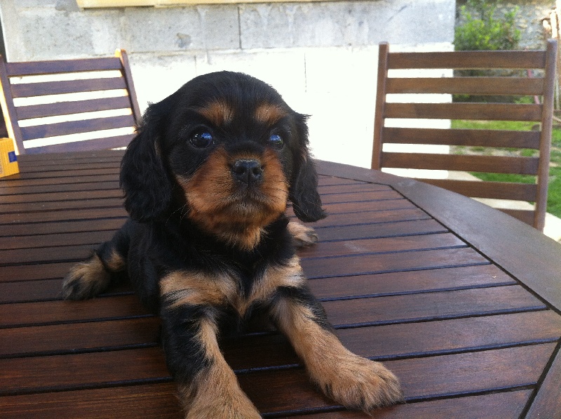 de Pink'Paradise - Cavalier King Charles Spaniel - Portée née le 12/05/2012