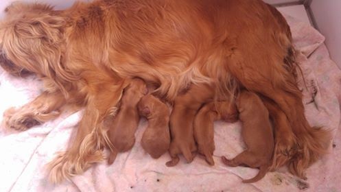 de Pink'Paradise - Cavalier King Charles Spaniel - Portée née le 20/04/2016